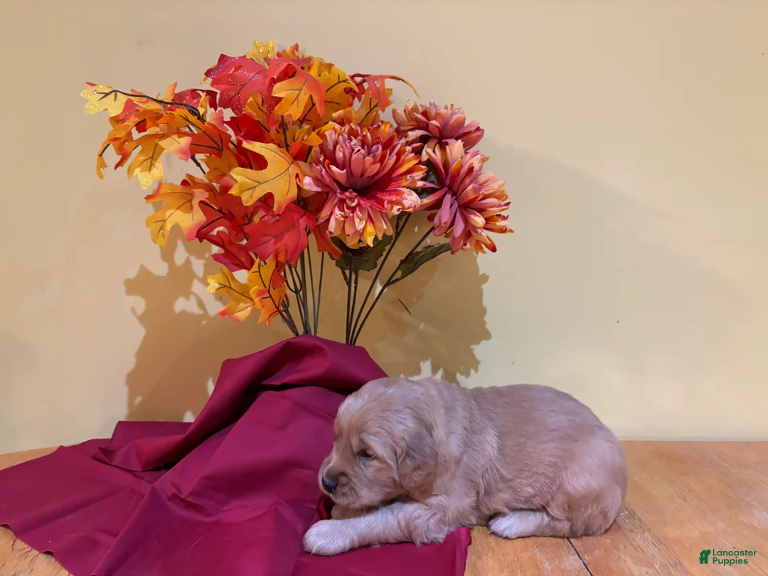 Golden Retriever dogs for sale: Miss Yellow - Ad 1