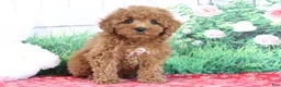 Mini Goldendoodle dogs for sale: Tucker - Ad 4