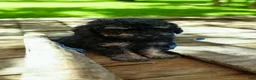 Miniature Poodle dogs for sale: Phantom - Ad 4