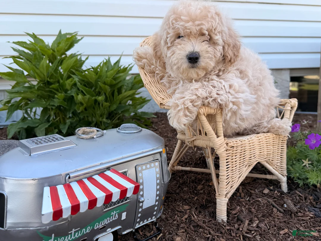 Bichpoo dogs for sale: Melodie  - Ad 2