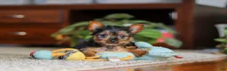 Yorkshire Terrier dogs for sale: Ellie - Ad 4