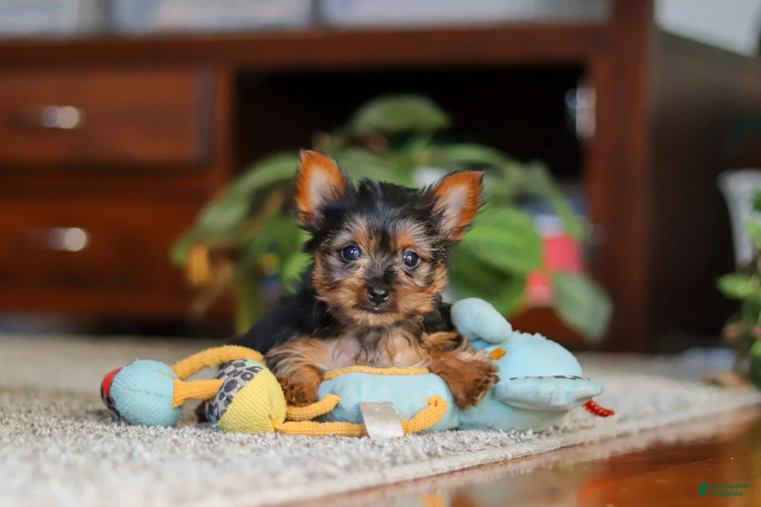 Yorkshire Terrier dogs for sale: Ellie - Ad 4