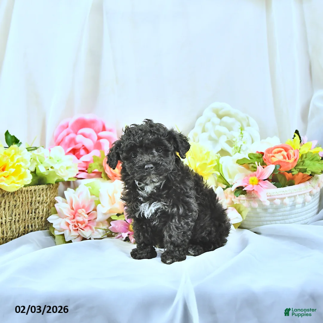 Miniature Poodle dogs for sale: Baxton - Ad 1