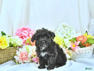 Miniature Poodle dogs Baxton - Ad 30