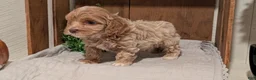 Cockapoo dogs for sale: Ezi - Ad 4