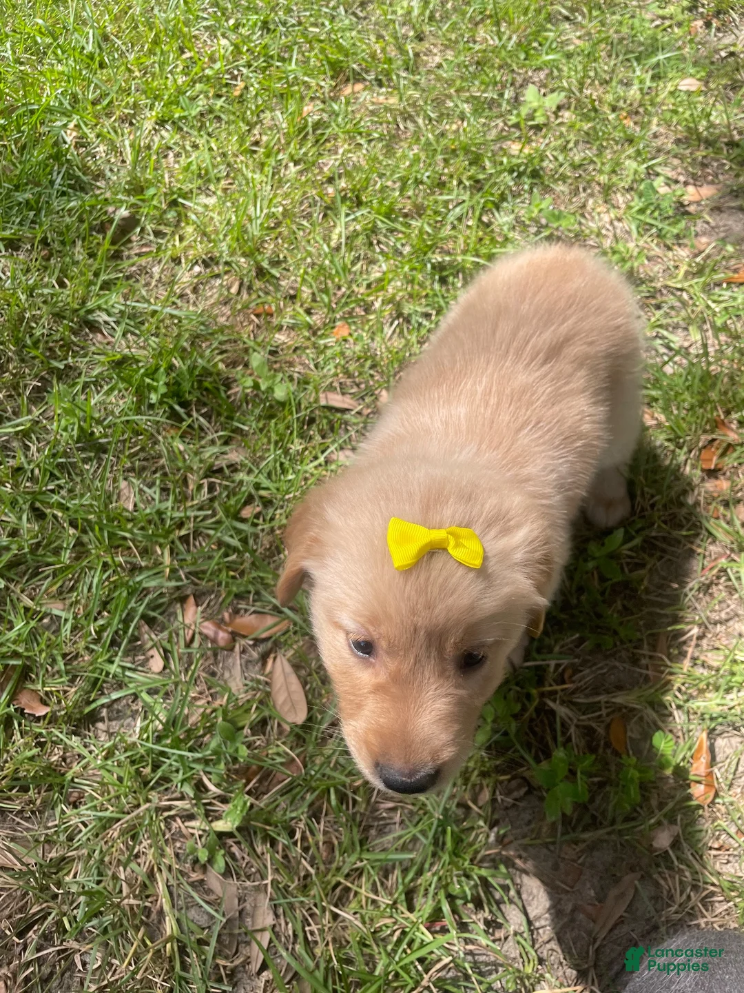 Golden Retriever dogs for sale: Golden Retriever 3 - Ad 1