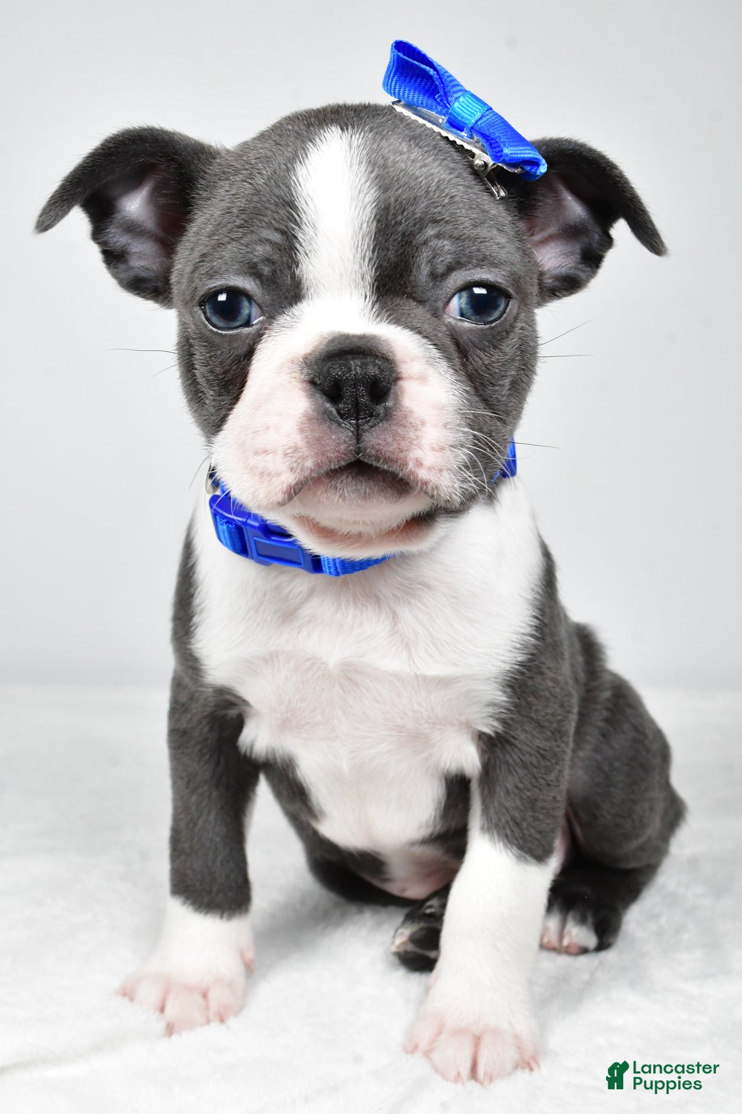 Boston Terrier dogs for sale: Griffin - Ad 10
