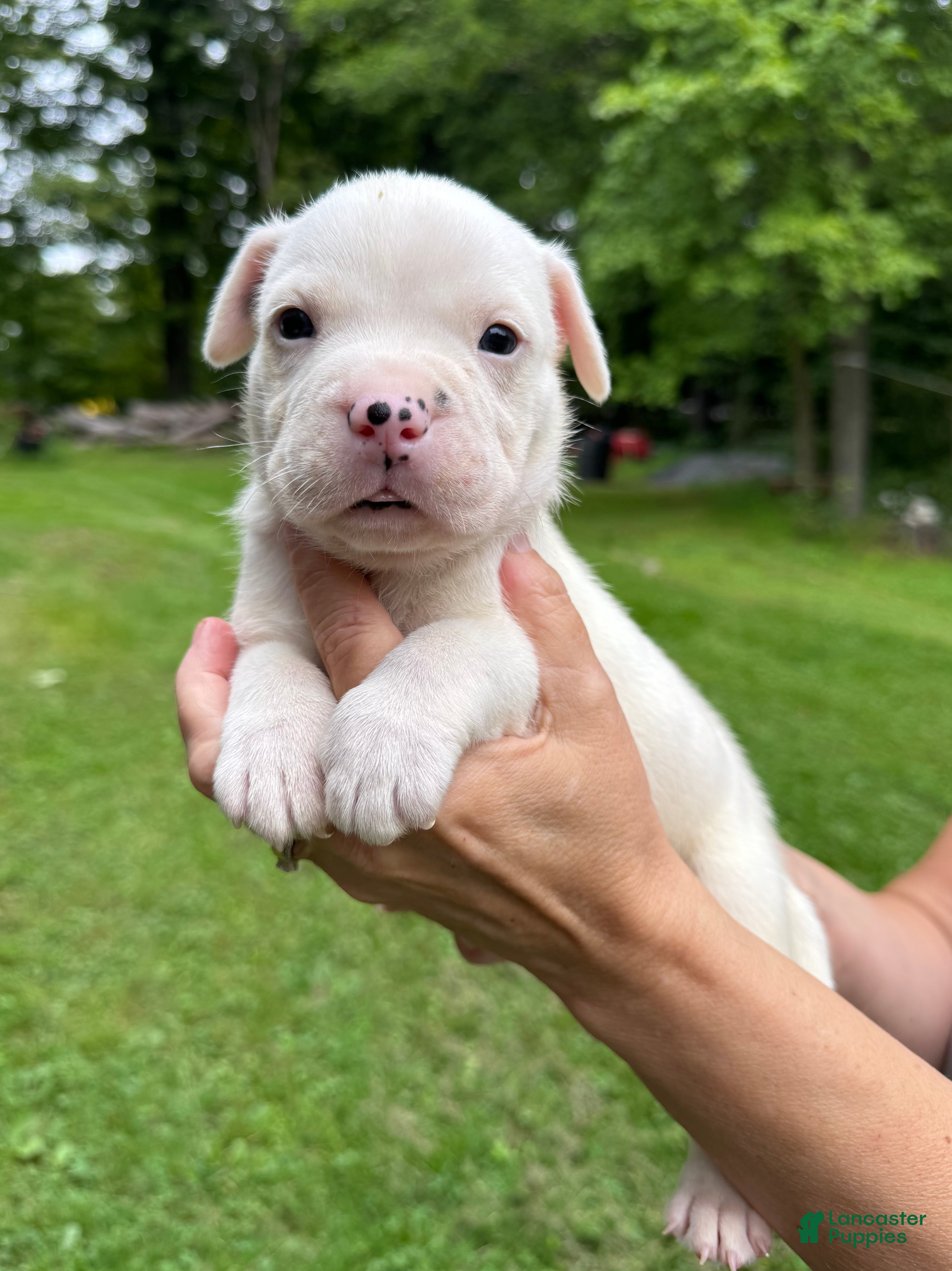 American Bulldog dogs Male 4 - Ad 1