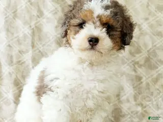 Miniature Poodle dogs Finn - Ad 2