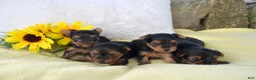Yorkshire Terrier dogs for sale: Pluto - Ad 8
