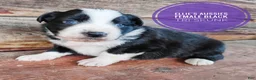 Miniature Australian Shepherd dogs for sale: Racoon  - Ad 4