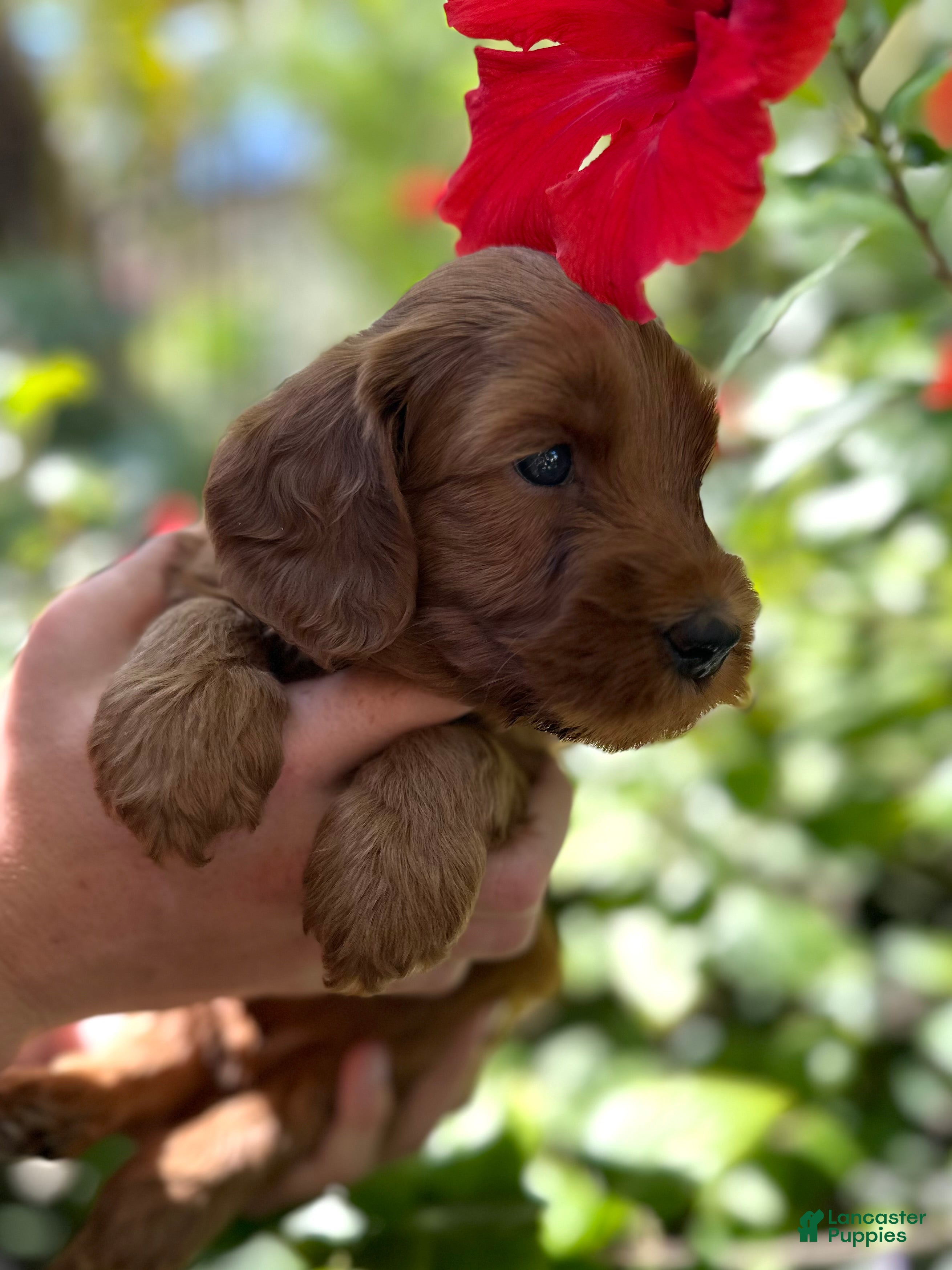 Australian Labradoodle dogs for sale: Skippy - Ad 4