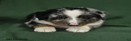 Mixed Breed dogs for sale: Bronco - Ad 1