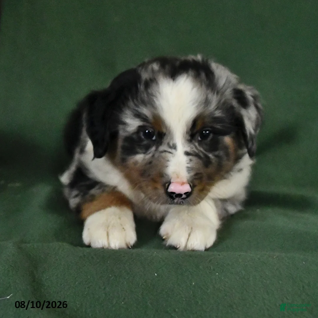 Mixed Breed dogs for sale: Bronco - Ad 1