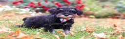 Miniature Schnauzer dogs for sale: Otto - Ad 6