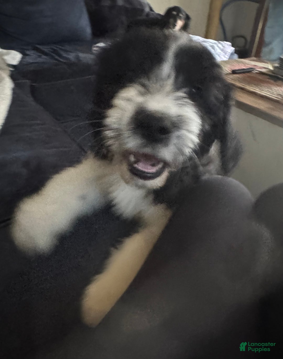 Sheepadoodle dogs for sale: Harriett - Ad 3