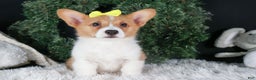 Welsh Corgi Pembroke dogs for sale: Izzy - Ad 6