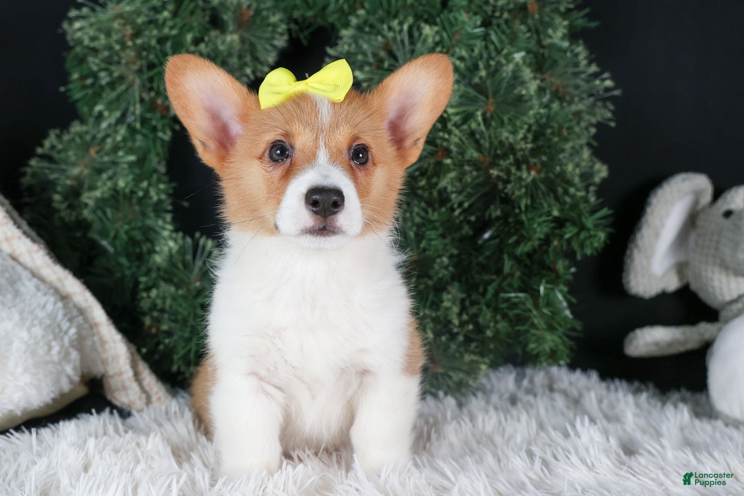 Welsh Corgi Pembroke dogs for sale: Izzy - Ad 6
