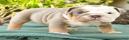 English Bulldog dogs for sale: Sarge - Ad 3