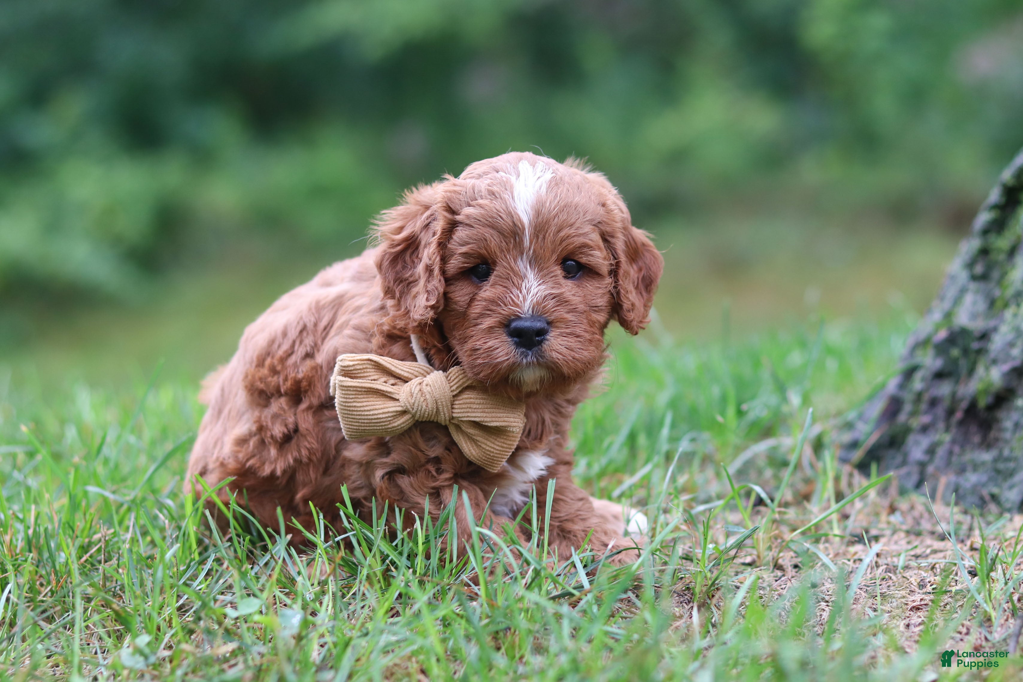 Cavapoo dogs Wesley - Ad 1