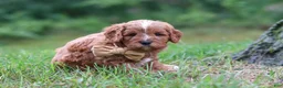 Cavapoo dogs for sale: Wesley - Ad 1