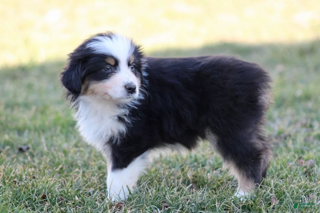 Australian Shepherd dogs for sale: Daisy - Ad 1