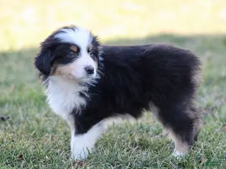 Australian Shepherd dogs for sale: Daisy - Ad 3