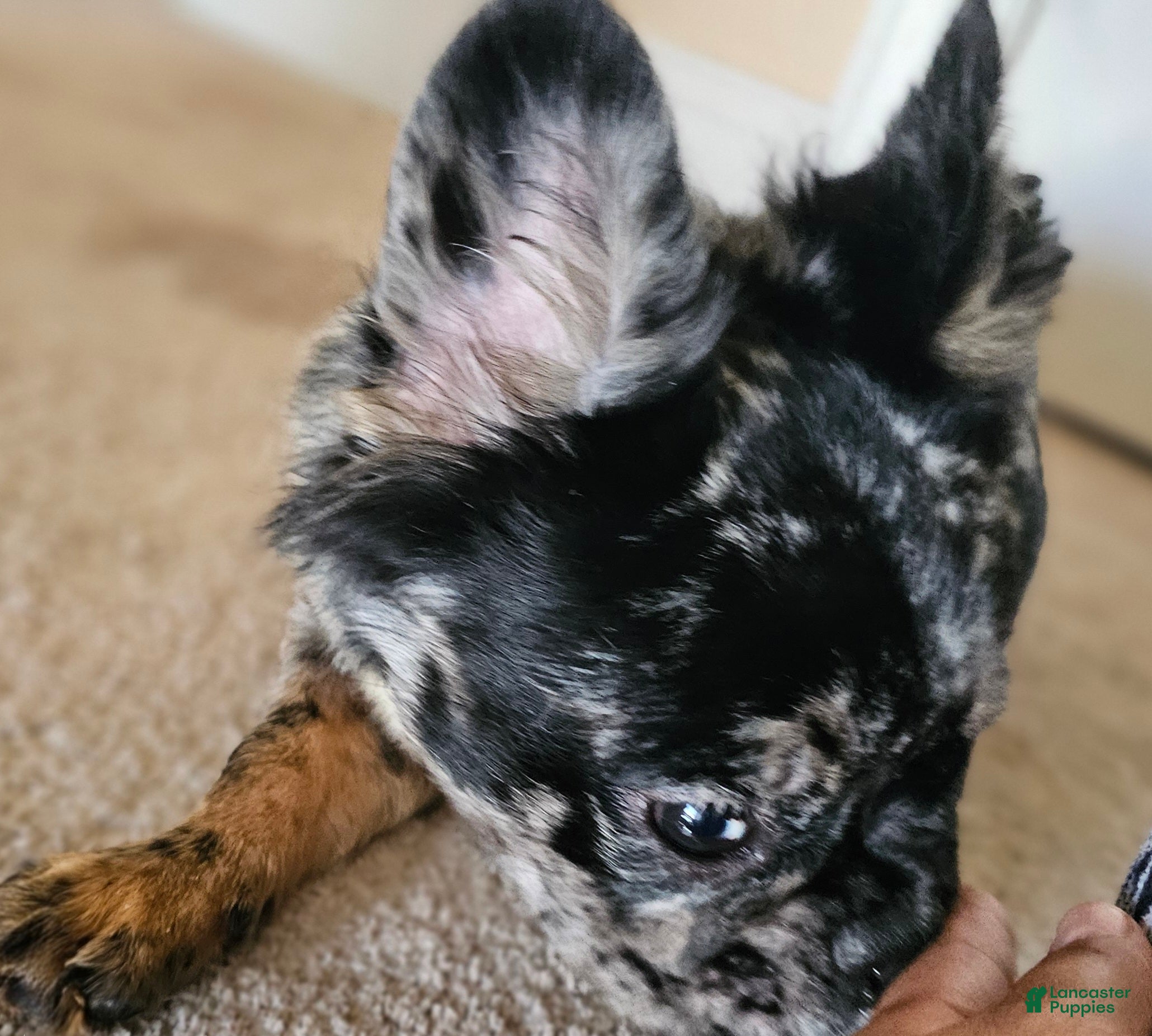 French Bulldog dogs for sale:  Rosado, The curious showstopper 🐾 - Ad 3