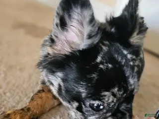 French Bulldog dogs for sale: Rosado, The curious showstopper 🐾 - Ad 3