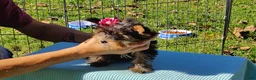 Yorkshire Terrier dogs for sale: Yorkshire Terrier 3 - Ad 2