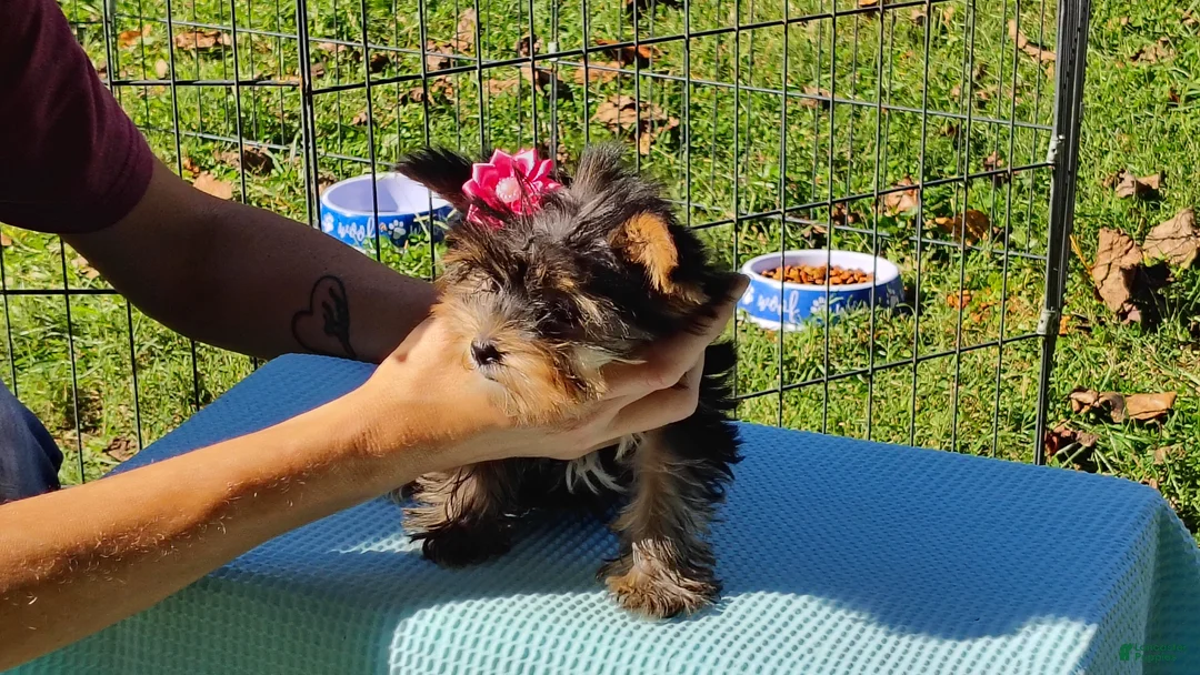 Yorkshire Terrier dogs for sale: Yorkshire Terrier 3 - Ad 2
