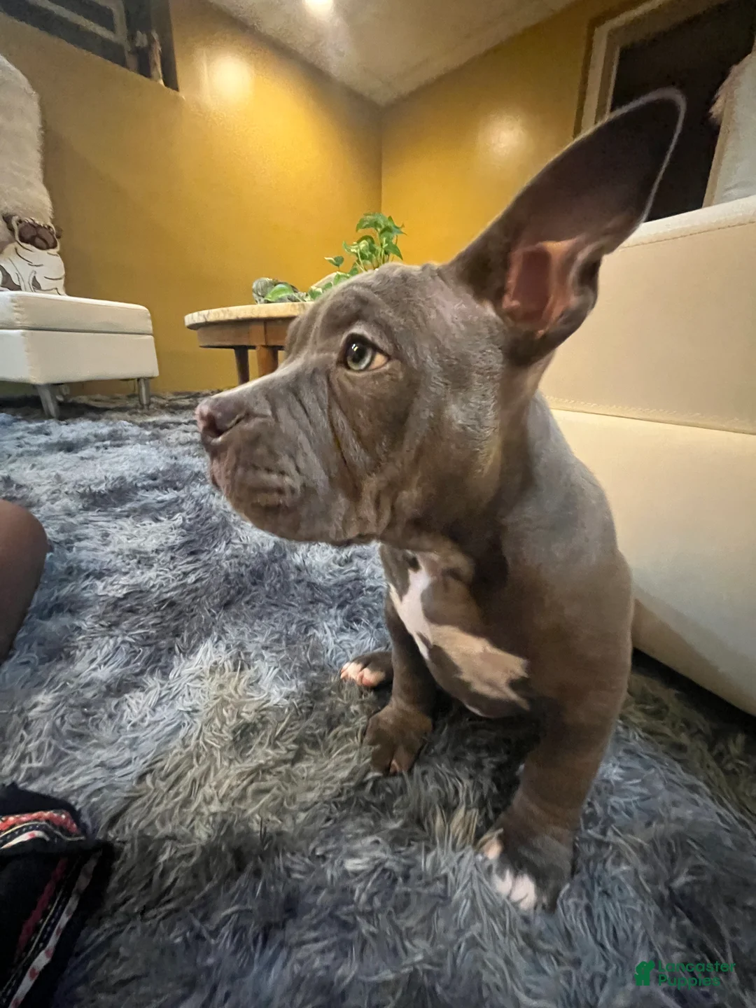 American Bully dogs for sale: American Bully Puppy 1 - Ad 2