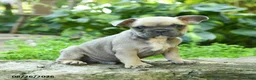 French Bulldog dogs for sale: Antonine - Ad 5