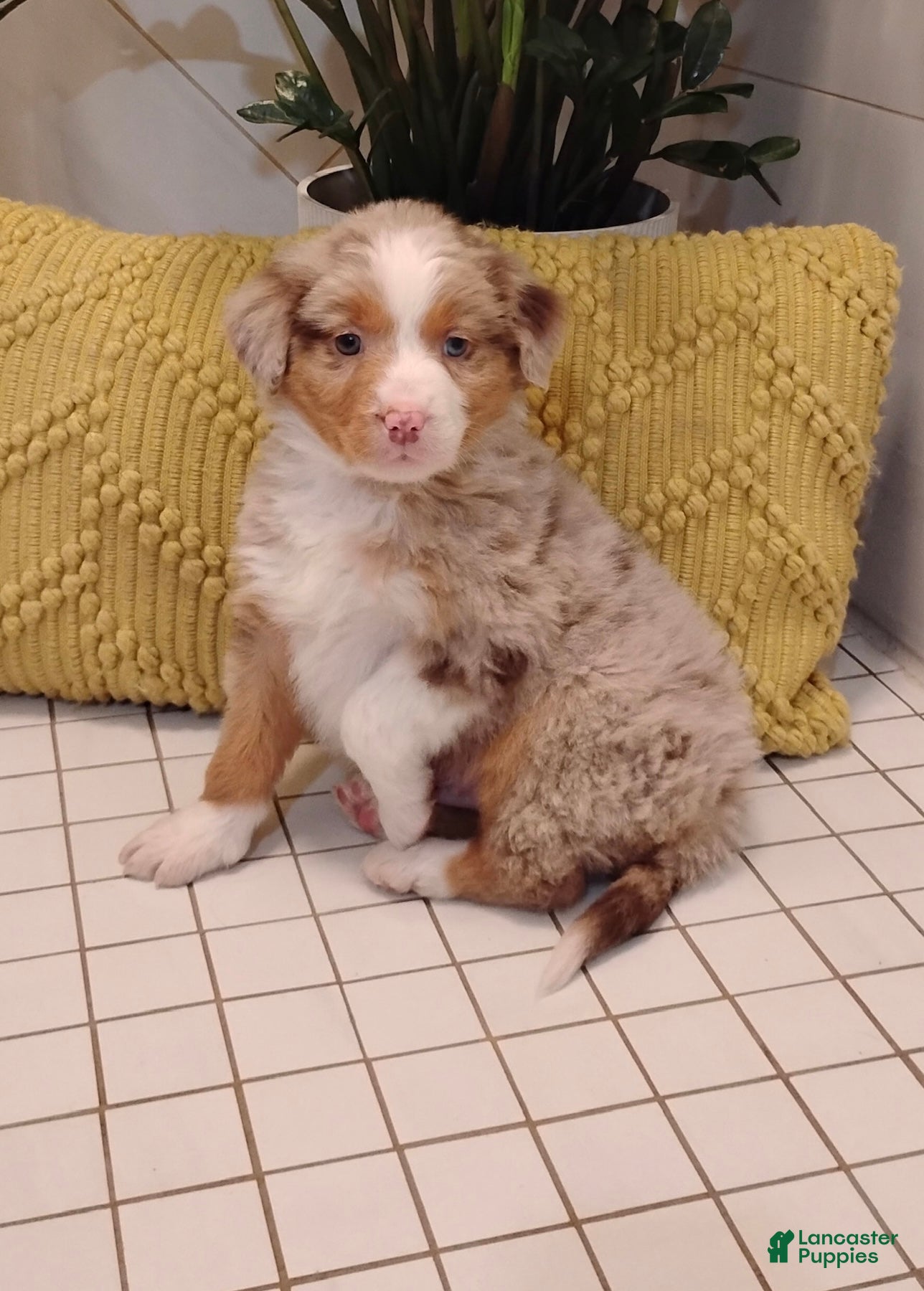 Mixed Breed dogs Sammi - Ad 1