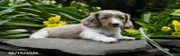 Miniature Dachshund dogs for sale: Rocket - Ad 2