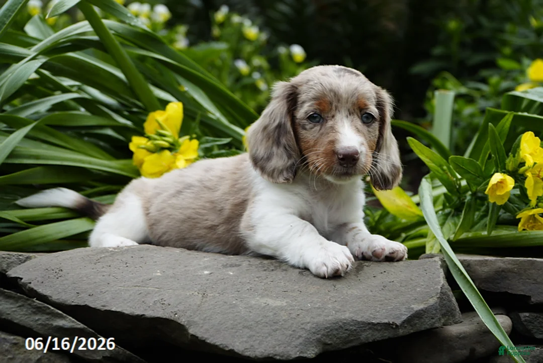 Miniature Dachshund dogs for sale: Rocket - Ad 2