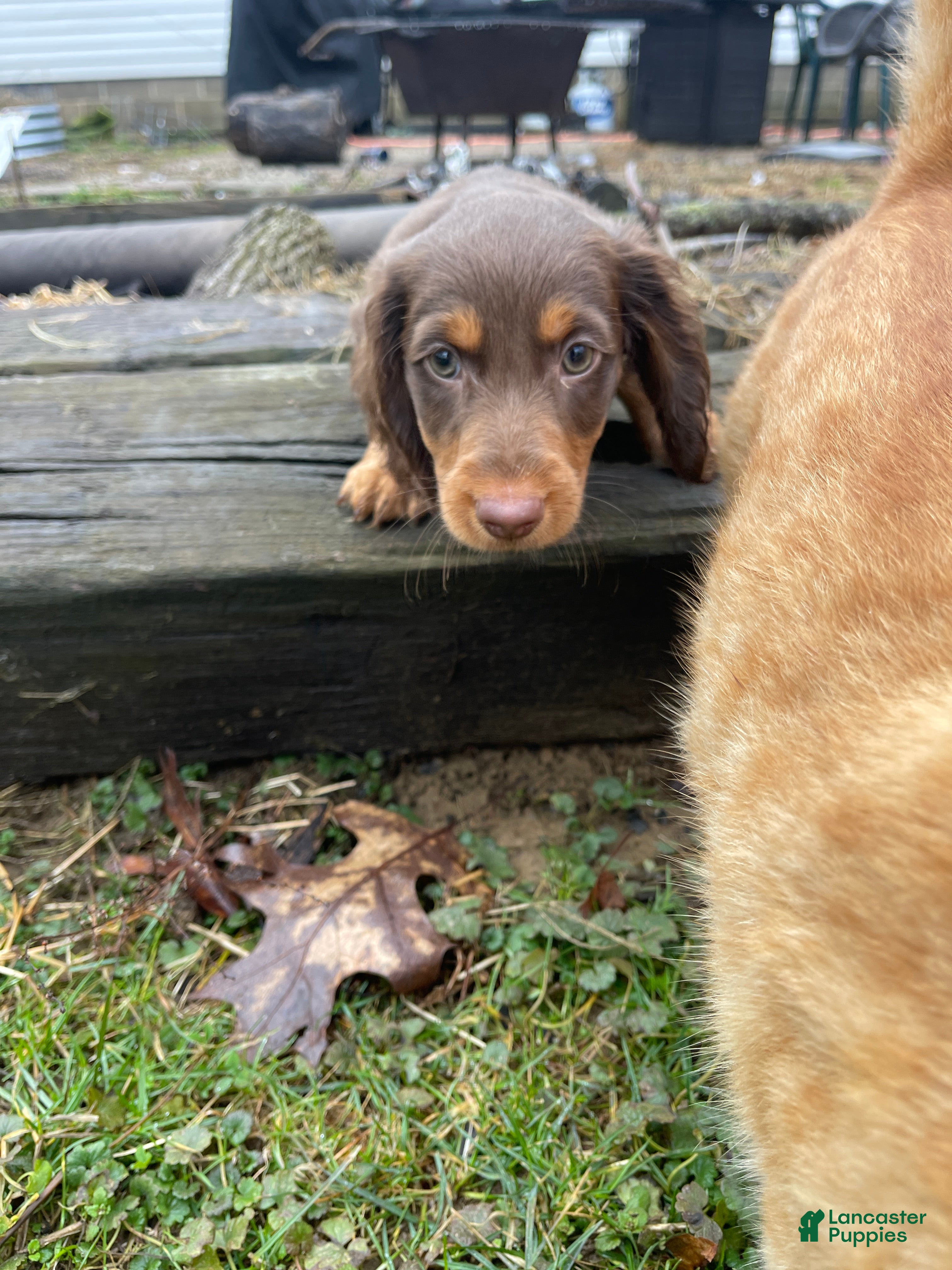 Dachshund dogs Dachshund Puppy 1 - Ad 42