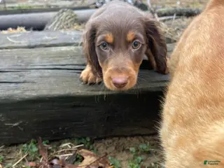 Dachshund dogs Dachshund Puppy 1 - Ad 42