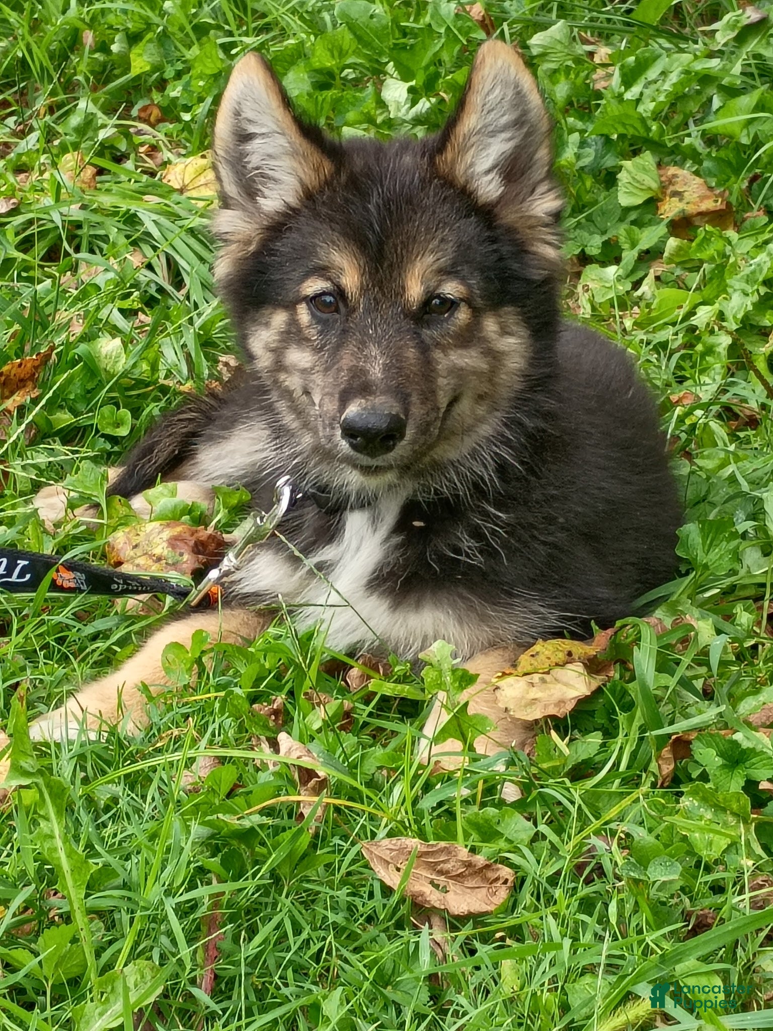 Gerberian Shepsky dogs Gerberian Shepsky Midnight - Ad 30