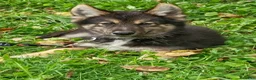 Gerberian Shepsky dogs for sale: Gerberian Shepsky Midnight - Ad 1