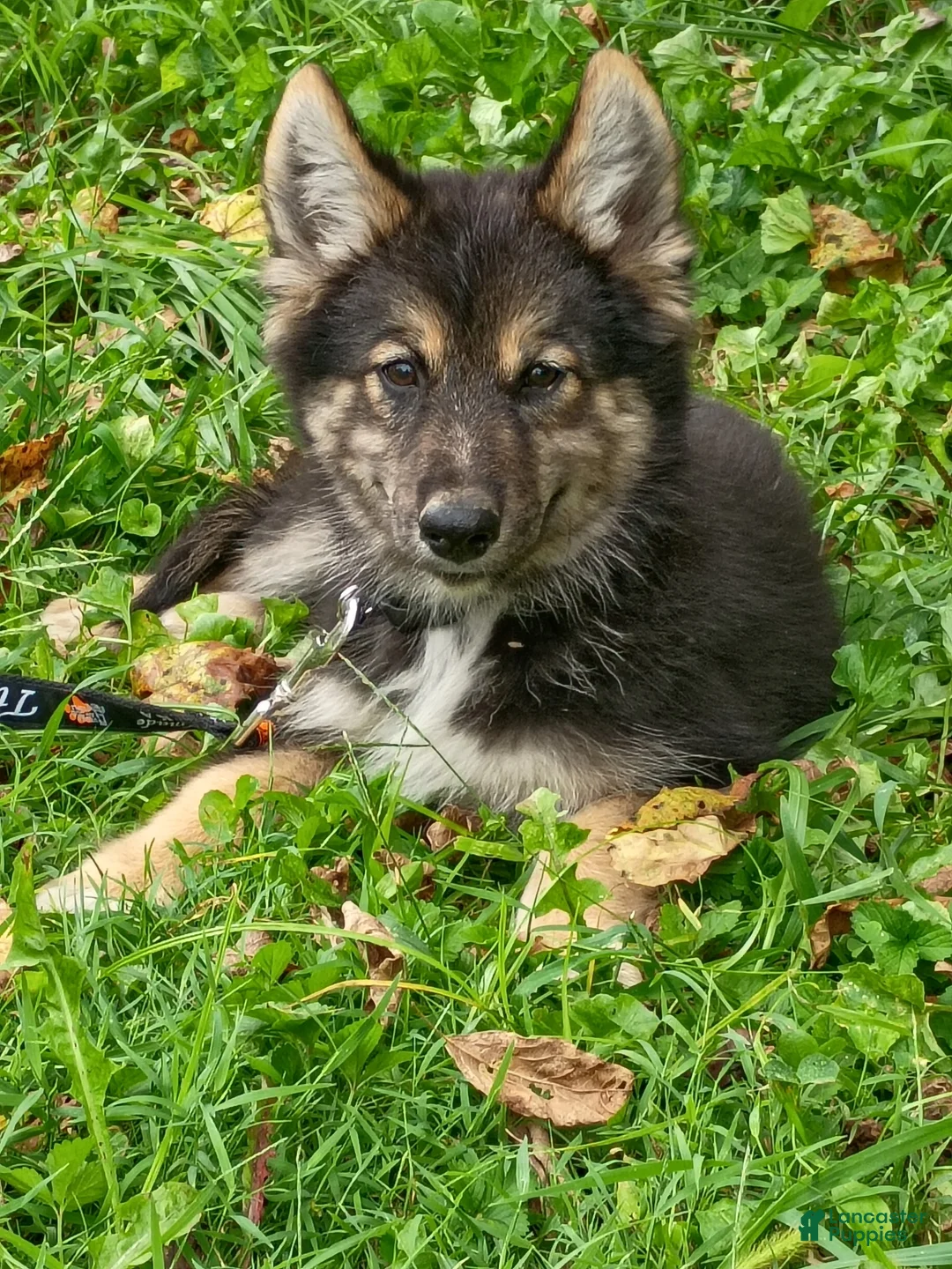 Gerberian Shepsky dogs for sale: Gerberian Shepsky Midnight - Ad 1