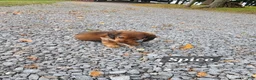 Miniature Dachshund dogs for sale: Spice - Ad 12