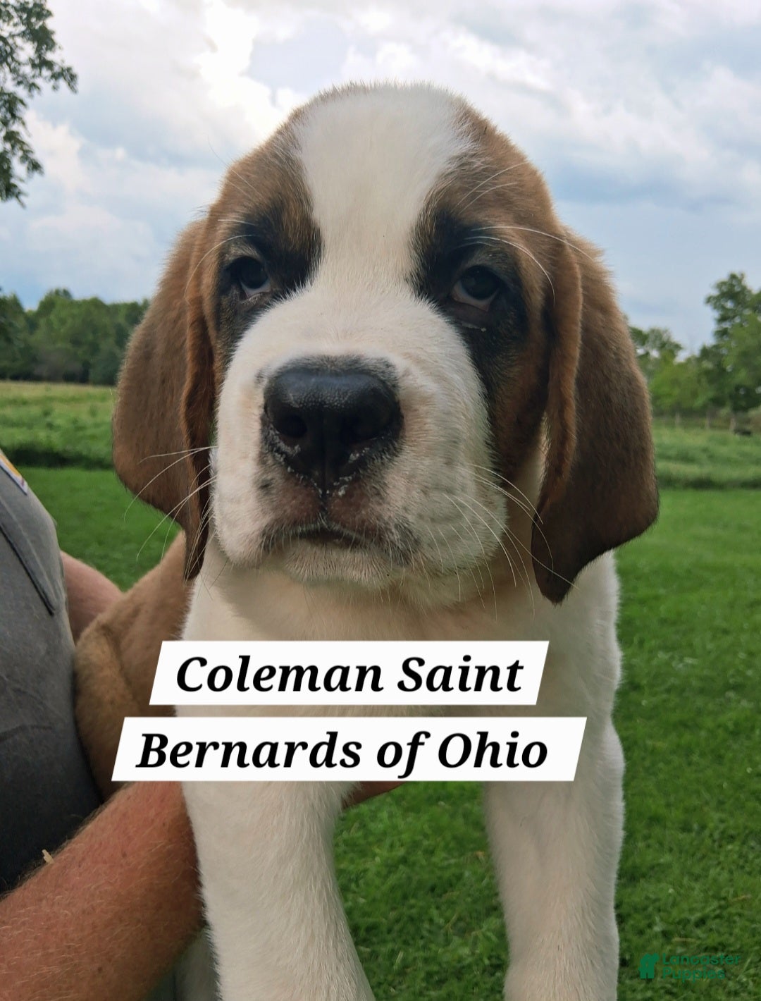 Saint Bernard dogs for sale: Ol' RED - Ad 4