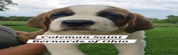 Saint Bernard dogs for sale: Ol' RED - Ad 1