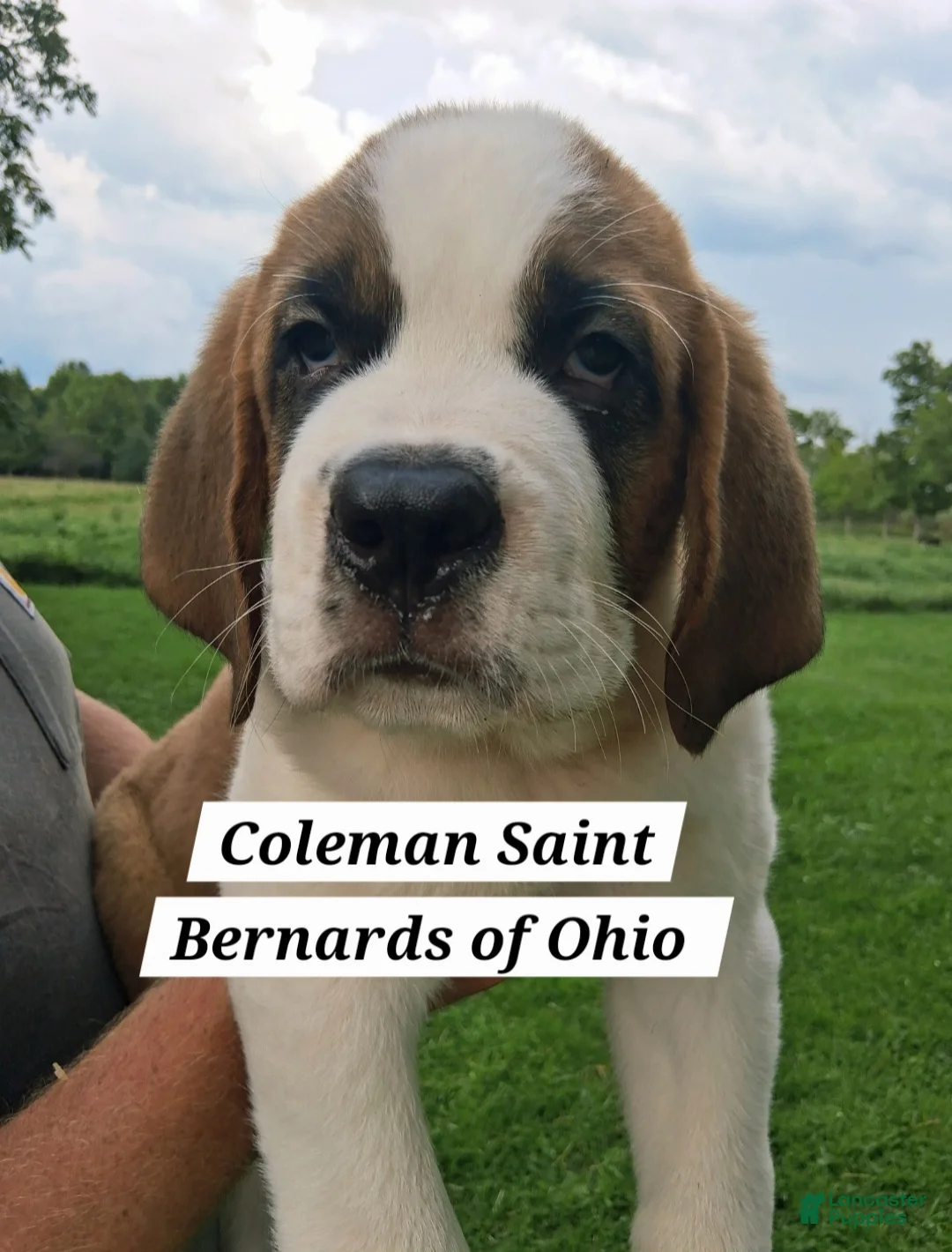 Saint Bernard dogs for sale: Ol' RED - Ad 1