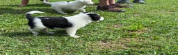 Mixed Breed dogs for sale: Squirrel - Ad 6