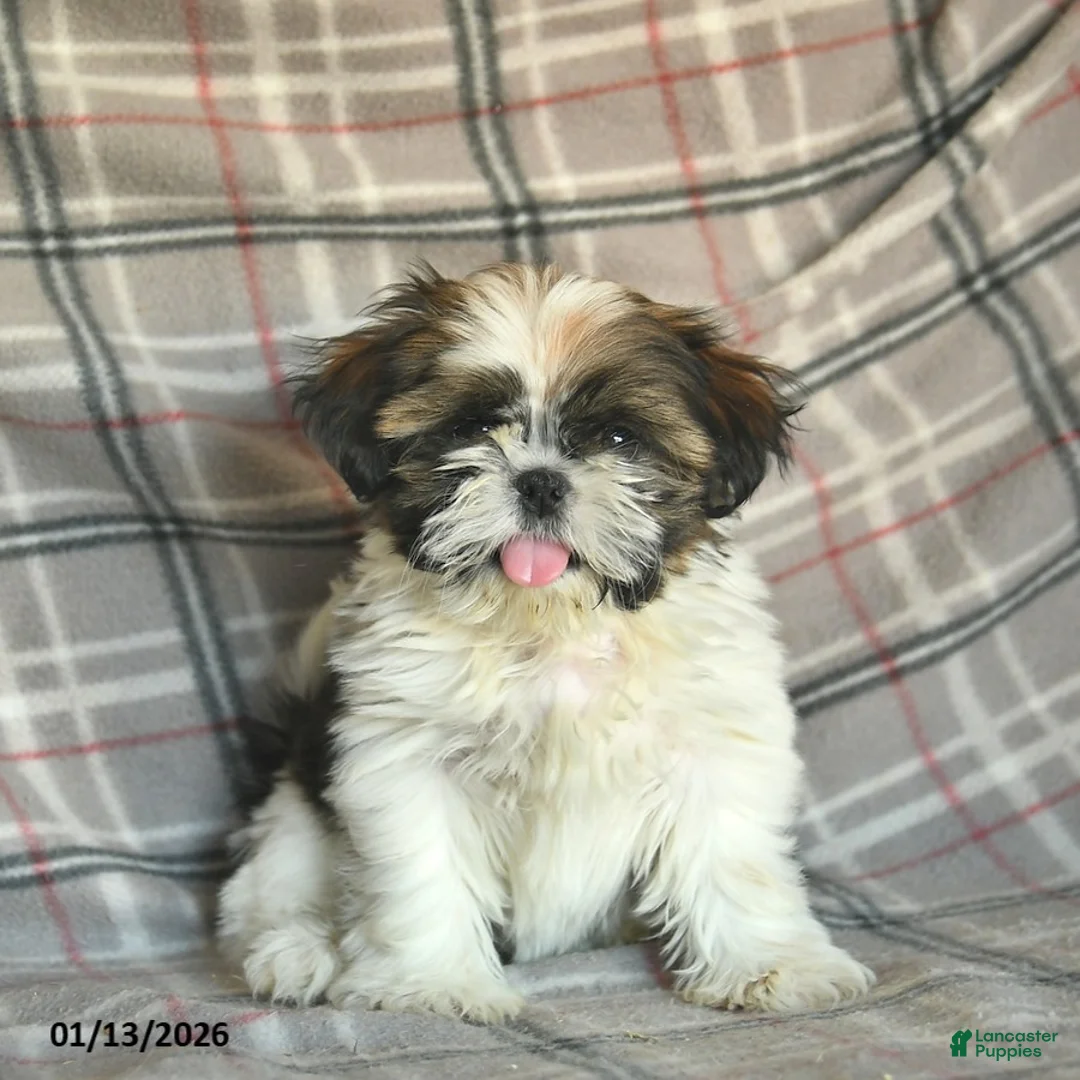 Shih Tzu dogs for sale: Molasses - Ad 4