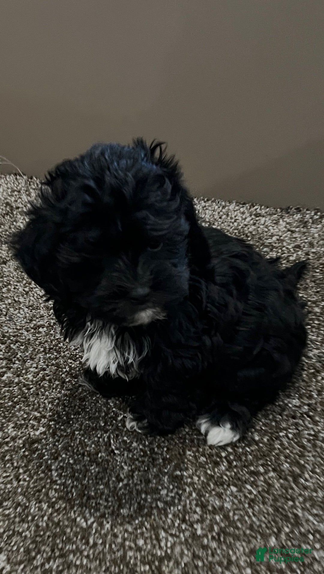 Shihpoo dogs for sale: Micky - Ad 3