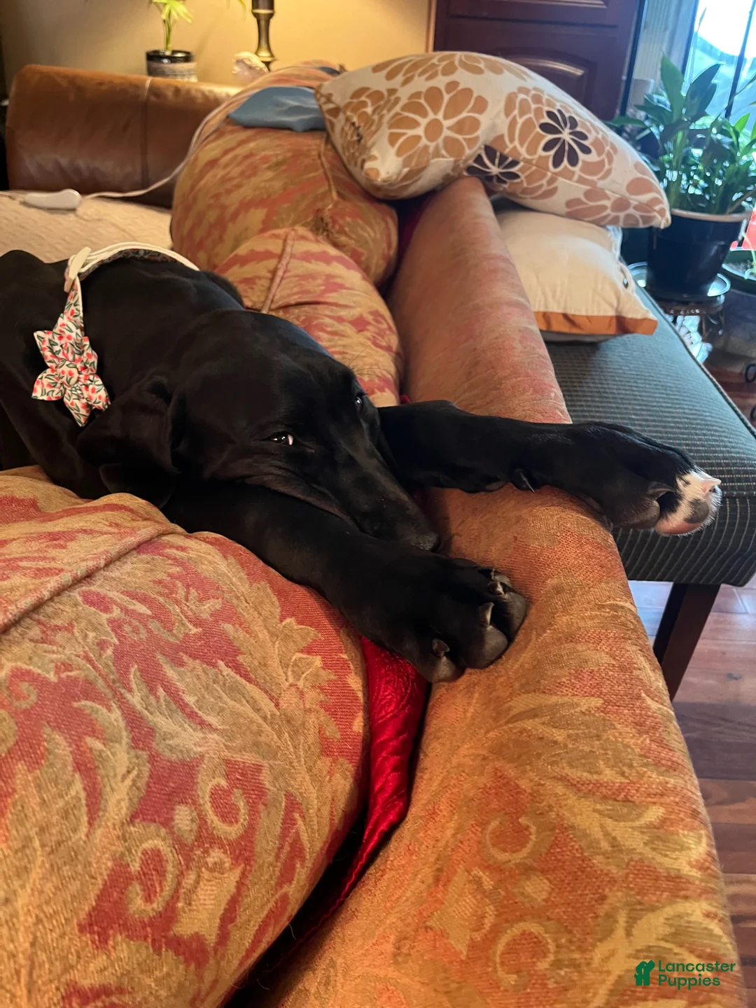 Great Dane dogs for sale: Great Dane Puppy 1 - Ad 2
