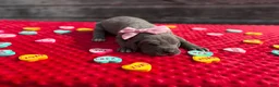 Great Dane dogs for sale: Great Dane - Pink - Ad 1